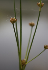 Juncus alpinoarticulatus