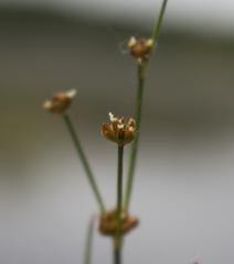 Juncus alpinoarticulatus