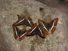 Adelpha corcyra corcyra