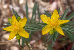 Hypericum concinnum