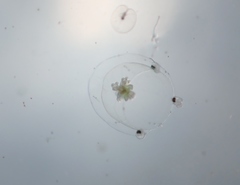 Podocorynoides minima