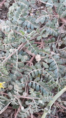 Tribulus terrestris