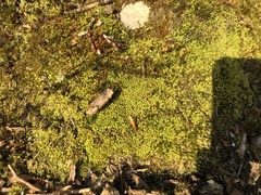 Ptychostomum moravicum