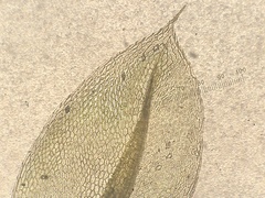 Ptychostomum moravicum