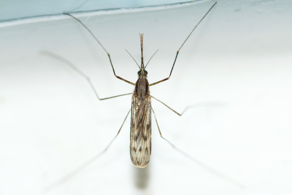 Anopheles earlei