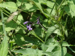Solanum dulcamara