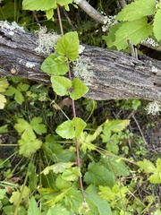 Clinopodium douglasii
