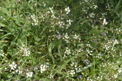 Capsella bursa-pastoris