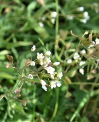 Capsella bursa-pastoris