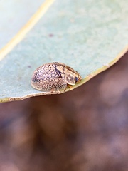 Paropsisterna laesa