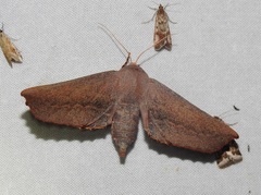 Monoctenia smerintharia