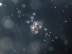 Noctiluca scintillans