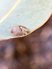 Paropsisterna laesa