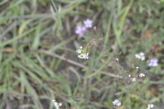 Capsella bursa-pastoris