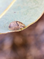 Paropsisterna laesa