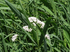 Valeriana officinalis