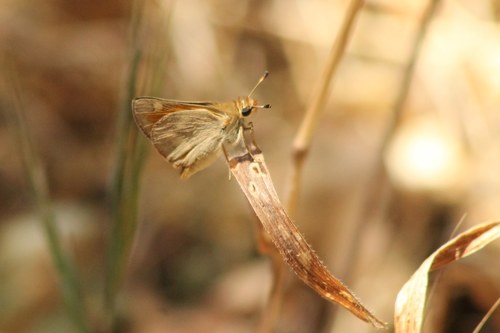 iNaturalist observation photo of Woodland Skipper
