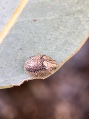 Paropsisterna laesa