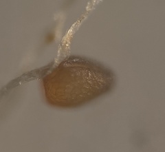 Sagina decumbens decumbens