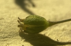 Sagina decumbens decumbens