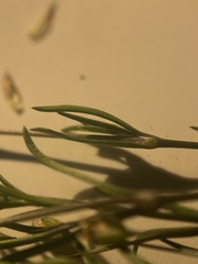 Sagina decumbens decumbens