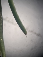 Sagina decumbens decumbens