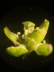 Sagina decumbens decumbens