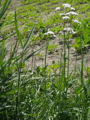 Valeriana officinalis