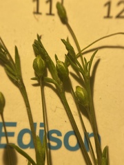 Sagina decumbens decumbens