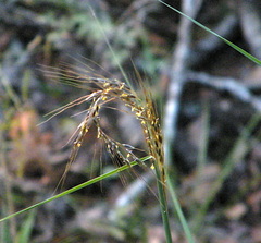 Sorghastrum elliottii