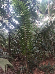 Oenocarpus