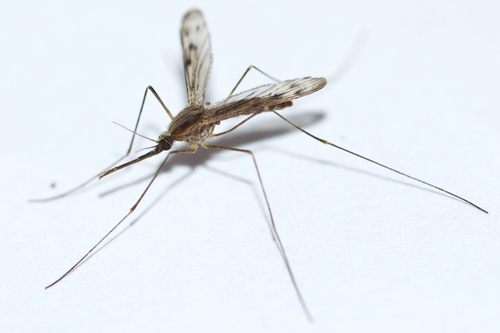 Anopheles earlei photo 2