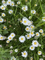 Bellis perennis