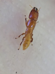 Sycoscapter australis