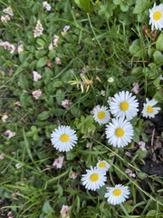 Bellis perennis