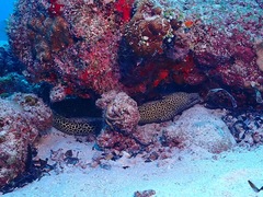 Gymnothorax favagineus