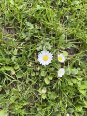 Bellis perennis