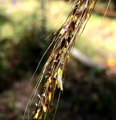 Sorghastrum elliottii