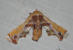 Eutelia pulcherrimus