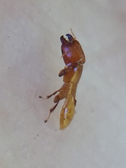Sycoscapter australis