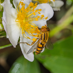 Parhelophilus laetus