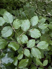 Fagus sylvatica