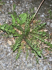 Taraxacum officinale