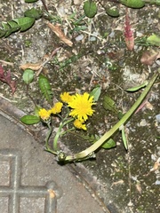 Taraxacum officinale