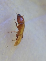 Sycoscapter australis