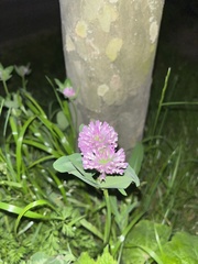 Trifolium pratense