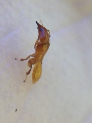 Sycoscapter australis