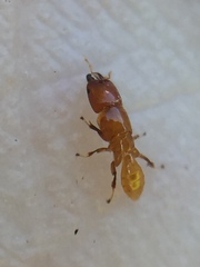 Sycoscapter australis