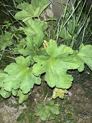 Alcea rosea