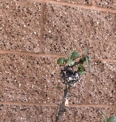 Caprimulgiformes